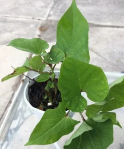 2 Purple Sweet Potato Plants In A Cup - Molokai Sweet Potato Plants
