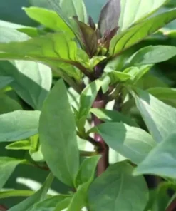 2 Thai Sweet Basil Plants In A Cup / Siam Queen Oriental Basil Non Gmo Organic