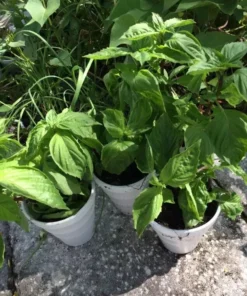 2 Thai Sweet Basil Plants In A Cup / Siam Queen Oriental Basil Non Gmo Organic