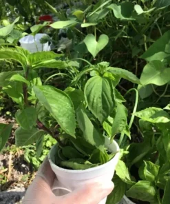 2 Thai Sweet Basil Plants In A Cup / Siam Queen Oriental Basil Non Gmo Organic