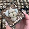 2 inch Lapidaria Margaretae Karoo Rose Succulent Plant