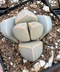 2 inch Lapidaria Margaretae Karoo Rose Succulent Plant