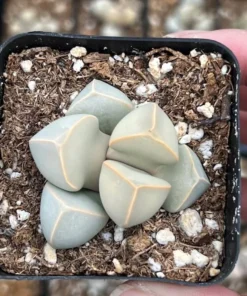 2 inch Lapidaria Margaretae Karoo Rose Succulent Plant