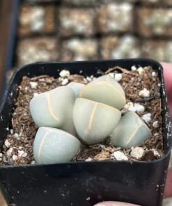 2 inch Lapidaria Margaretae Karoo Rose Succulent Plant