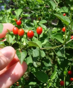 2 live Chiltepin Pepper Plants, 6 to 8 inches tall 4in pot