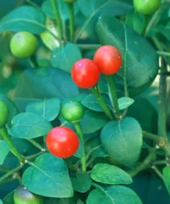 2 live Chiltepin Pepper Plants, 6 to 8 inches tall 4in pot