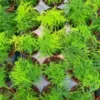 20 Asparagus Plumosa Nana Fern Seeds | Pulmosus Nanus, Lace Fern,
