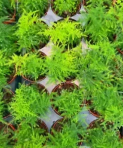 20 Asparagus Plumosa Nana Fern Seeds | Pulmosus Nanus, Lace Fern,