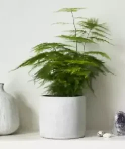 20 Asparagus Plumosa Nana Fern Seeds | Pulmosus Nanus, Lace Fern,