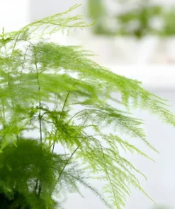 20 Asparagus Plumosa Nana Fern Seeds | Pulmosus Nanus, Lace Fern,