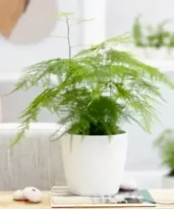 20 Asparagus Plumosa Nana Fern Seeds | Pulmosus Nanus, Lace Fern,