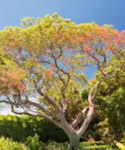 20 BEE TREE SEEDS (Euodia danielli) RARE, Tetradium - Superior Honey