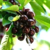 20 BLACK CHERRY SEEDS | SWEET EDIBLE FRUIT | USA Native Tree (Prunus serotina)