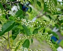 20 BLACK CHERRY SEEDS | SWEET EDIBLE FRUIT | USA Native Tree (Prunus serotina)