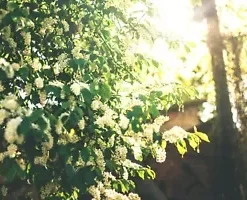 20 BLACK CHERRY SEEDS | SWEET EDIBLE FRUIT | USA Native Tree (Prunus serotina)