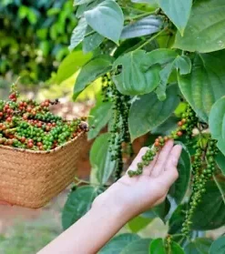 20 Black Peppercorn (Piper nigrum) Vine Seeds, Medicinal