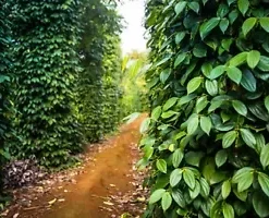 20 Black Peppercorn (Piper nigrum) Vine Seeds, Medicinal