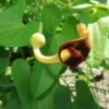 20 CREEPING DUTCHMANS PIPE VINE SEEDS (Aristolochia debilis) FAST,