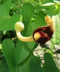 20 CREEPING DUTCHMANS PIPE VINE SEEDS (Aristolochia debilis) FAST,