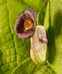 20 CREEPING DUTCHMANS PIPE VINE SEEDS (Aristolochia debilis) FAST,