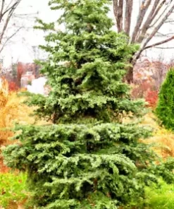 20 Chinese Douglas Fir, Christmas Tree Seeds (Pseudotsuga sinensis)