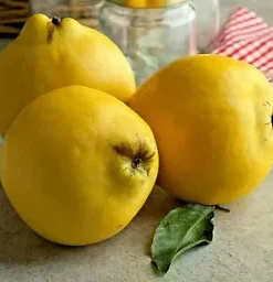 20 Common Quince (Cydonia oblonga) Fruit Tree Seeds, Sweet Edible Fruits