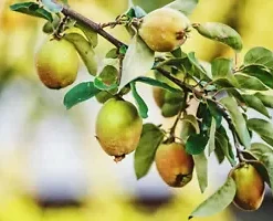 20 Common Quince (Cydonia oblonga) Fruit Tree Seeds, Sweet Edible Fruits