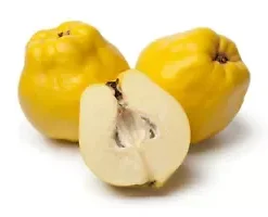 20 Common Quince (Cydonia oblonga) Fruit Tree Seeds, Sweet Edible Fruits
