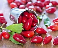 20 Cornelian Cherry Fruit Tree Seeds | Edible Dogwood Berry Shrub,