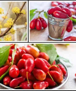 20 Cornelian Cherry Fruit Tree Seeds | Edible Dogwood Berry Shrub,