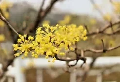 20 Cornelian Cherry Fruit Tree Seeds | Edible Dogwood Berry Shrub,