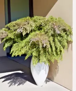 20+ Desert Sweet Fern Bush Seeds, C. millefolium | Native Hedge Shrub Medicinal