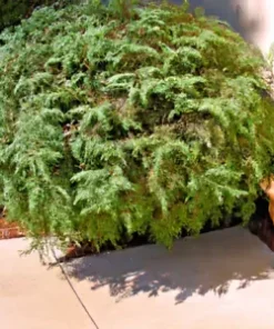 20+ Desert Sweet Fern Bush Seeds, C. millefolium | Native Hedge Shrub Medicinal