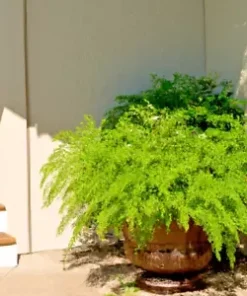 20+ Desert Sweet Fern Bush Seeds, C. millefolium | Native Hedge Shrub Medicinal