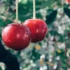 20 Evans Cherry Tree Seeds (Prunus cerasus 'Evans') | Tasty, Edible, Tart Fruits