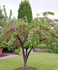 20 Evans Cherry Tree Seeds (Prunus cerasus 'Evans') | Tasty, Edible, Tart Fruits