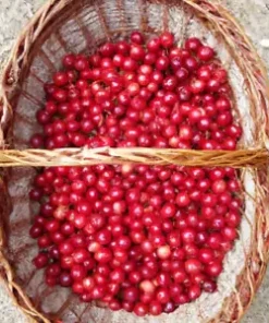 20 Evans Cherry Tree Seeds (Prunus cerasus 'Evans') | Tasty, Edible, Tart Fruits