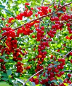20 Evans Cherry Tree Seeds (Prunus cerasus 'Evans') | Tasty, Edible, Tart Fruits