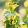 20 Golden Currant Berry Seeds (Ribes Aureum) Edible Fruit Bush, Vine