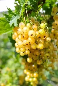 20 Golden Currant Berry Seeds (Ribes Aureum) Edible Fruit Bush, Vine