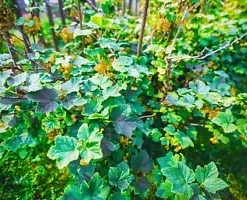 20 Golden Currant Berry Seeds (Ribes Aureum) Edible Fruit Bush, Vine