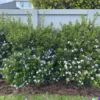 20+ HEDGE BUSH SEEDS, Dwarf Myrtle | Myrtus Communis, Fragrant, White Flowering
