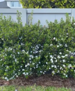 20+ HEDGE BUSH SEEDS, Dwarf Myrtle | Myrtus Communis, Fragrant, White Flowering