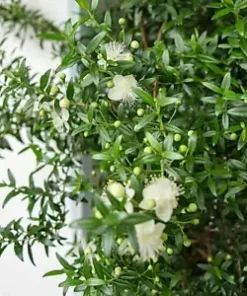 20+ HEDGE BUSH SEEDS, Dwarf Myrtle | Myrtus Communis, Fragrant, White Flowering
