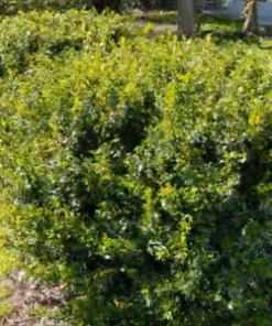 20+ HEDGE BUSH SEEDS, Dwarf Myrtle | Myrtus Communis, Fragrant, White Flowering