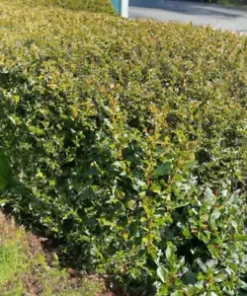 20+ HEDGE BUSH SEEDS, Dwarf Myrtle | Myrtus Communis, Fragrant, White Flowering