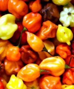 20+ Habanero Pepper Rainbow Mix Seeds | HOT Color Blend, Non-GMO Vege,