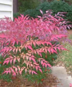 20+ Heavenly Bamboo (Nandina domestica) Seeds | Ornamental & Medicinal Shrub