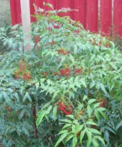 20+ Heavenly Bamboo (Nandina domestica) Seeds | Ornamental & Medicinal Shrub