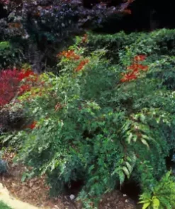 20+ Heavenly Bamboo (Nandina domestica) Seeds | Ornamental & Medicinal Shrub